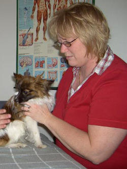 <p>H&auml;r behandlar jag en liten hund, med nackproblem.</p>